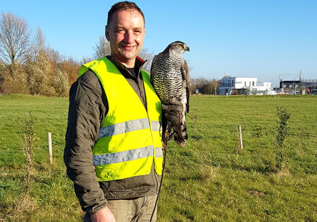 falco 20181117 1038391 kopieren